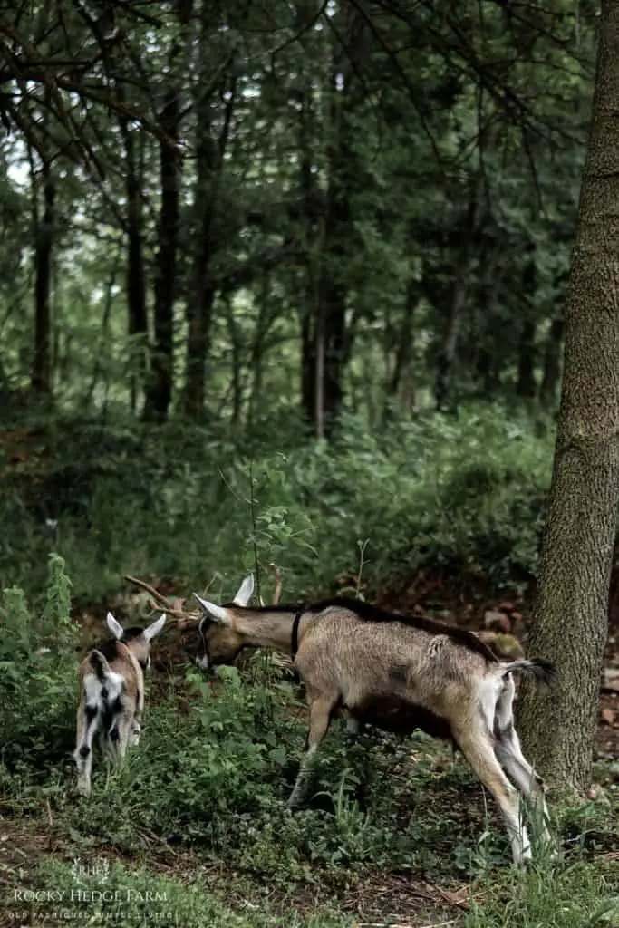 Raising Dairy Goats for Beginners