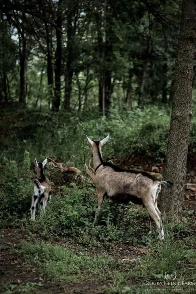 Alpine Dairy Goats