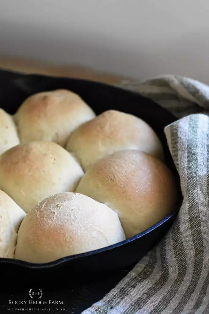 sourdough dinner rolls