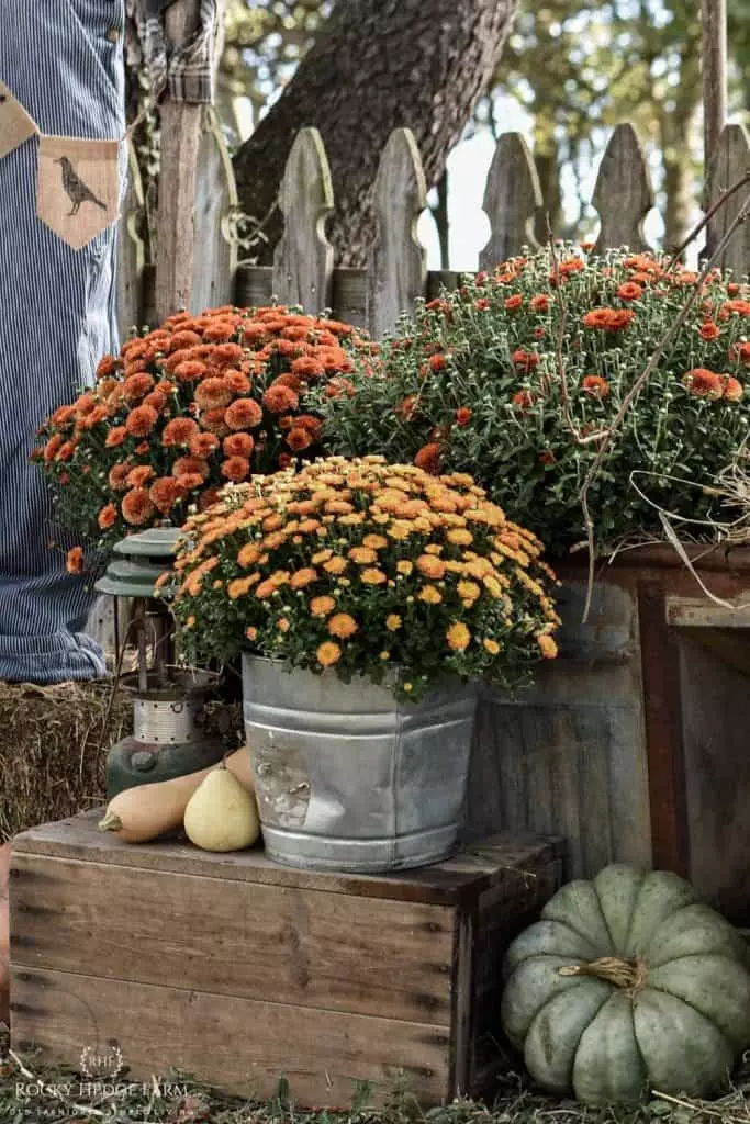 Country Farmhouse Fall Yard