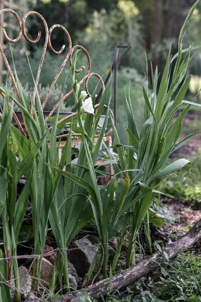 A cluster of tall white gladiolus flowers with long, slender petals reaching towards the sun.