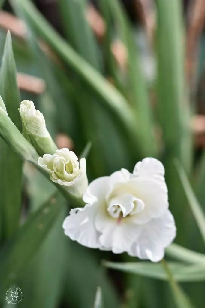 A close-up shot of a single white gladiolus bloom, with delicate white petals.