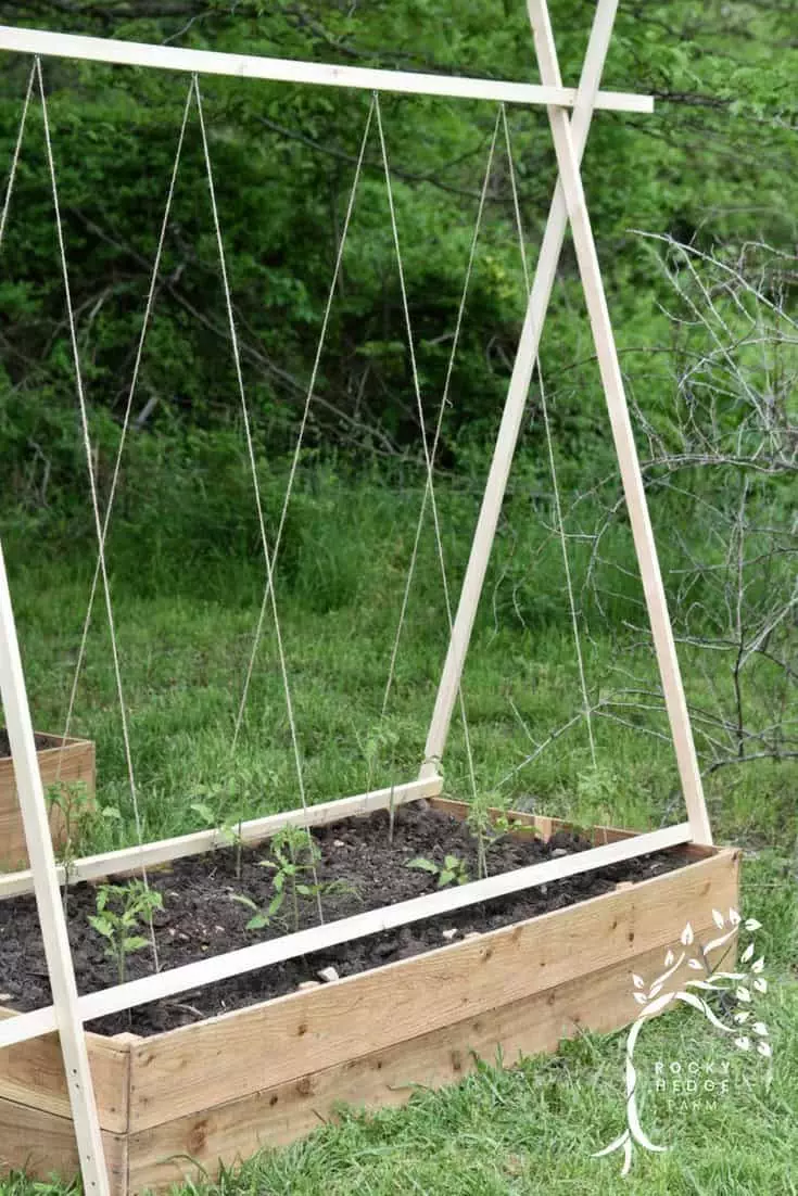 DIY String Trellis for Tomatoes: Boost Growth & Save Space.