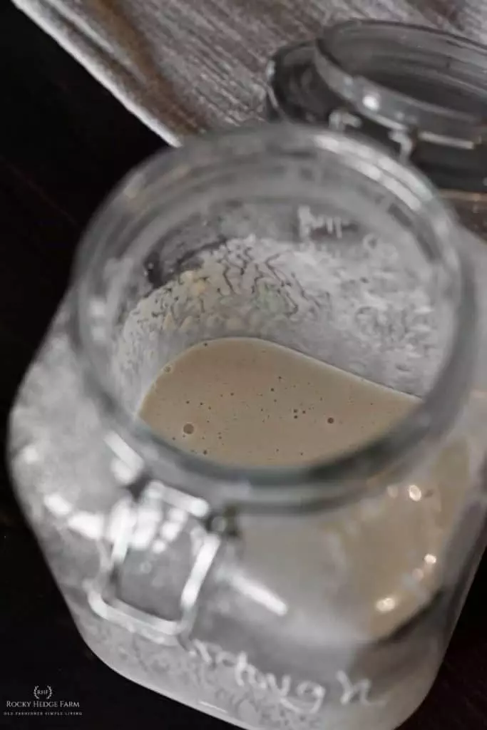 Feeding Sourdough Starter