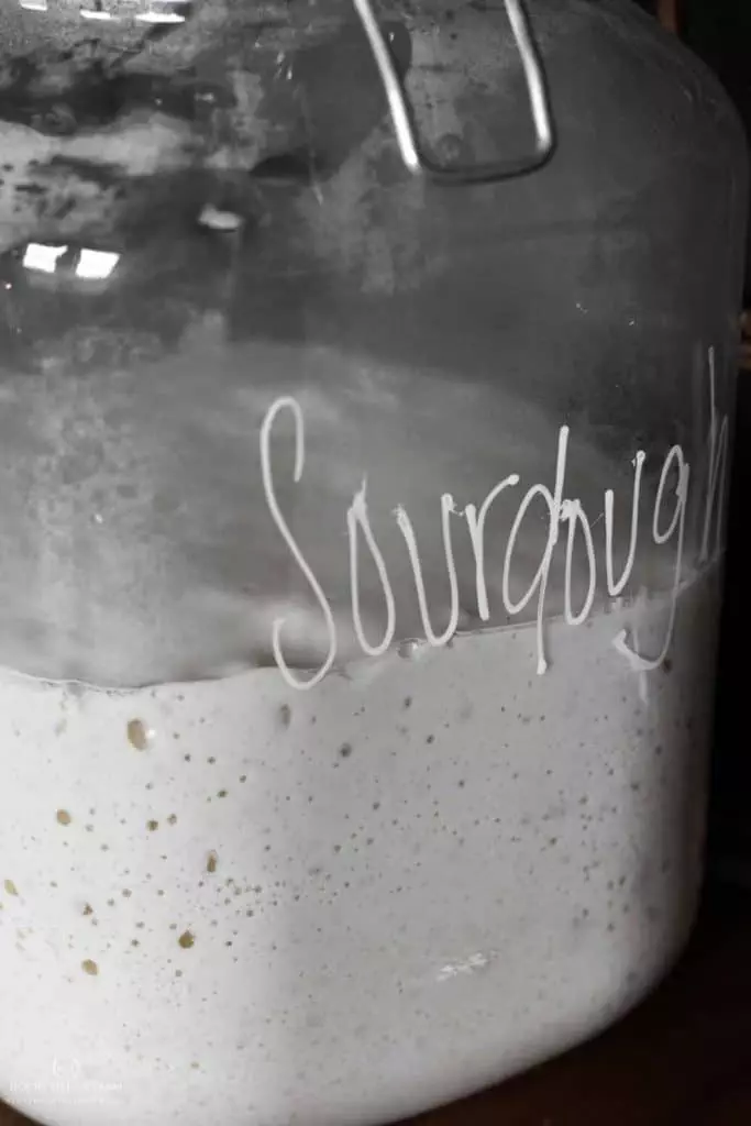 Sourdough Starter Maintenance