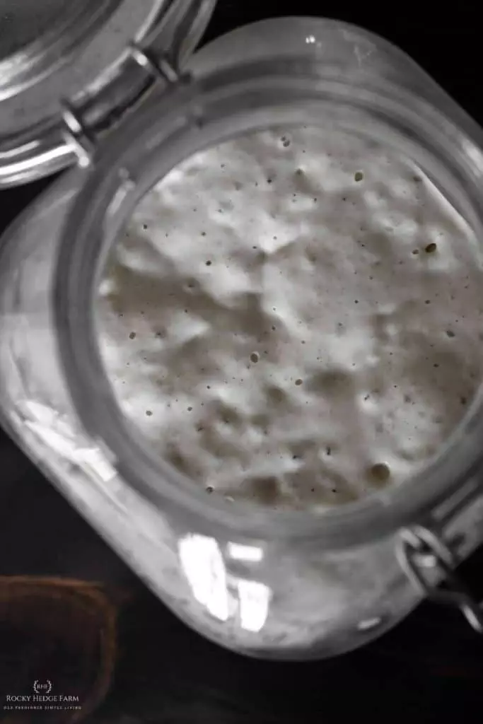 all purpose flour sourdough starter