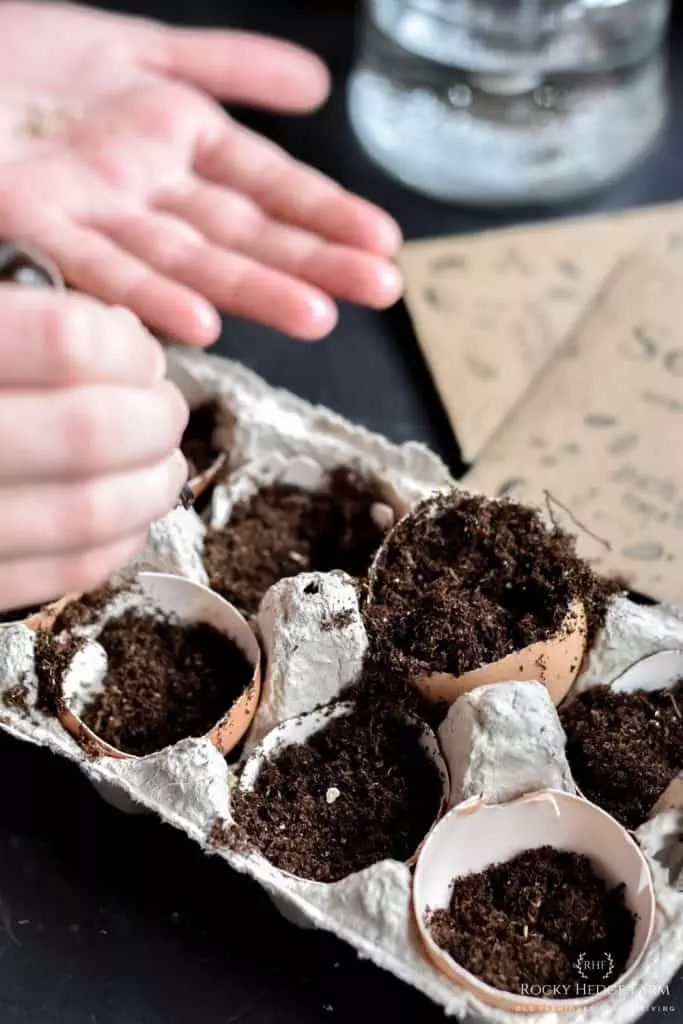 Starting Seeds in Eggshell Cups