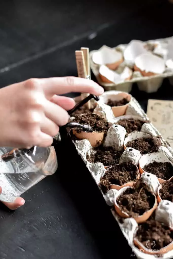 Eggshell Seed Starter