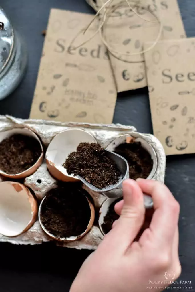 Starting Seeds in Egg Cartons