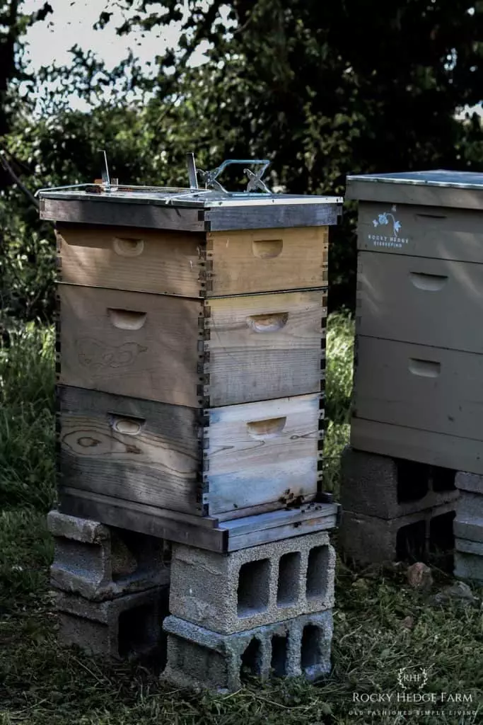 Backyard Beekeeping Apiary Aesthetic