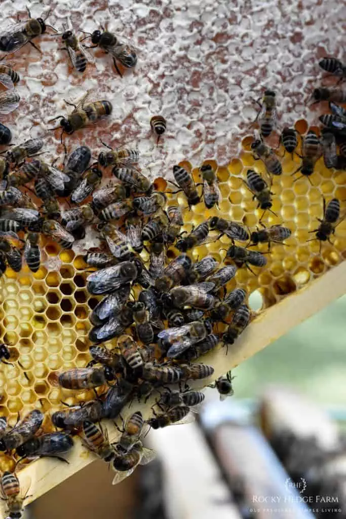 Common Beekeeping Terms for Beginners