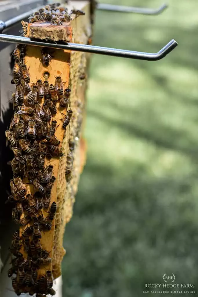 Beekeeping Frame