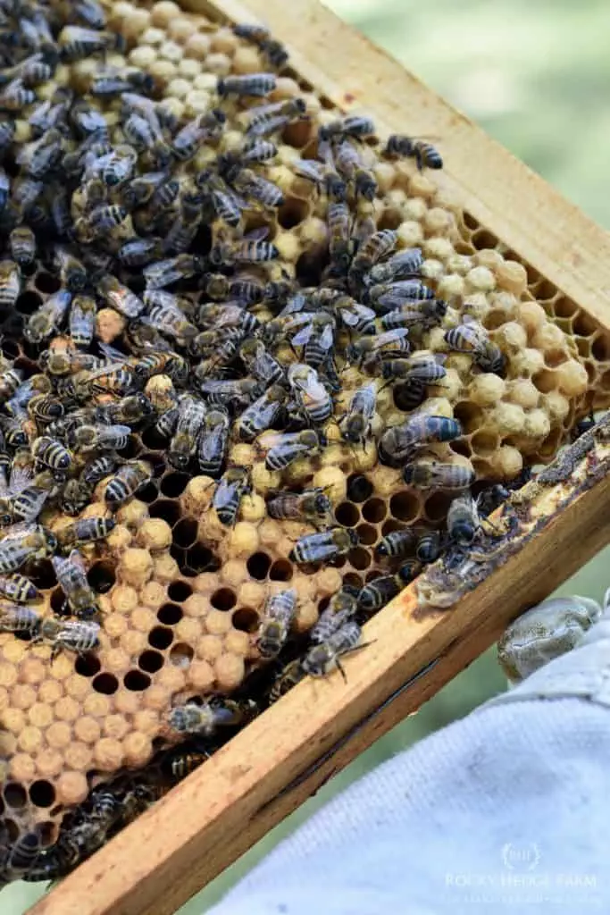 Honey Bee Brood