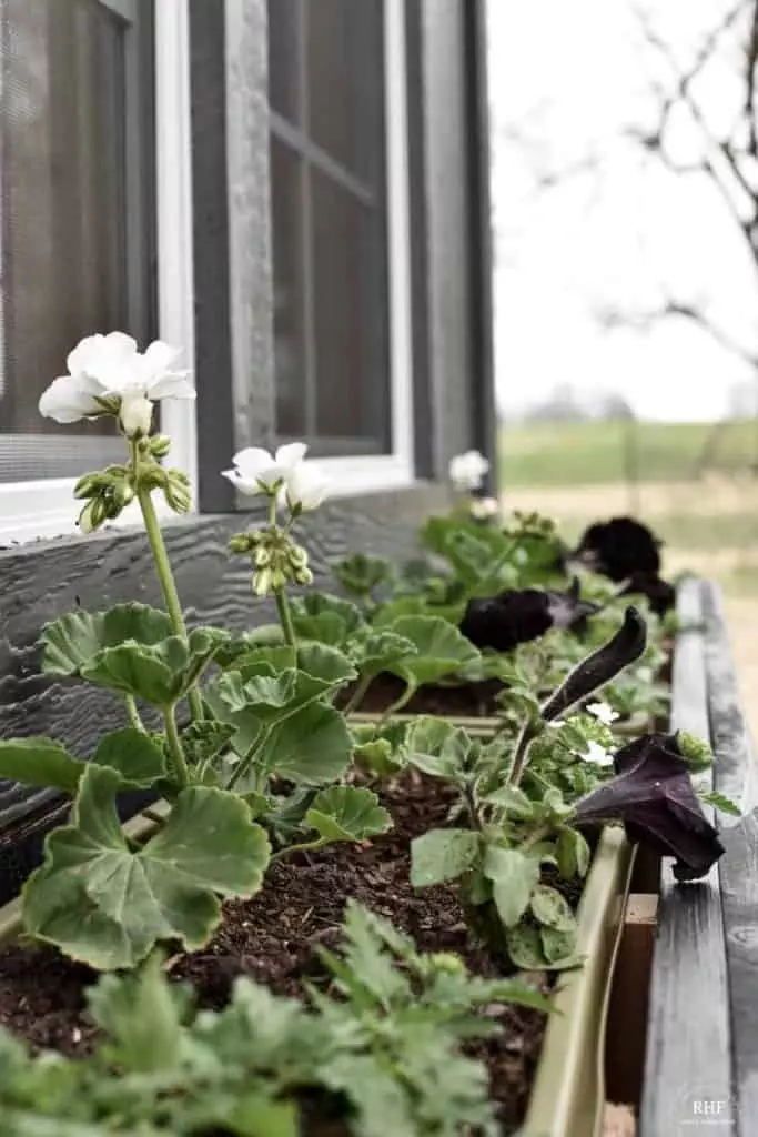 best flowers window box