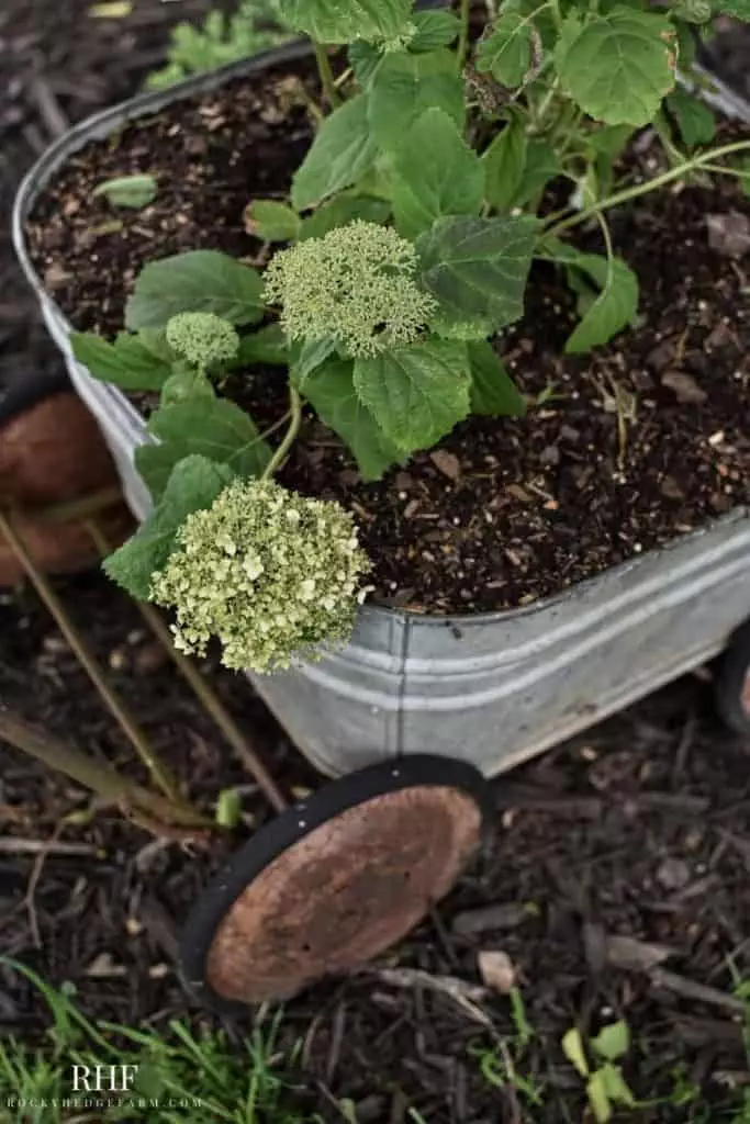 Wash Tub Planter