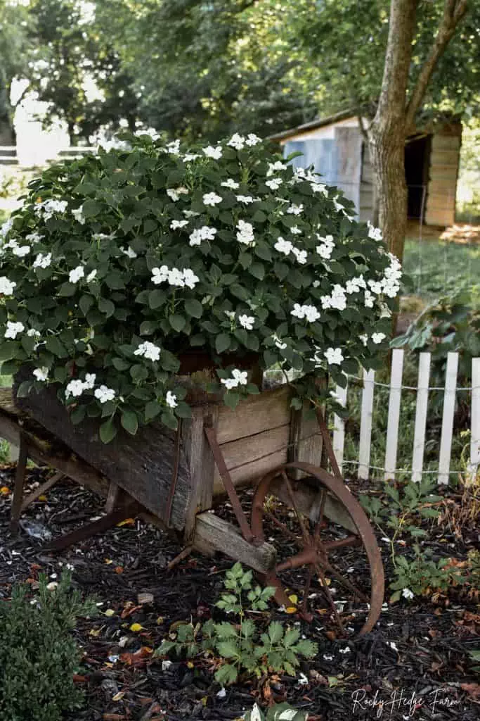 How to plant in washtub planters impatiens