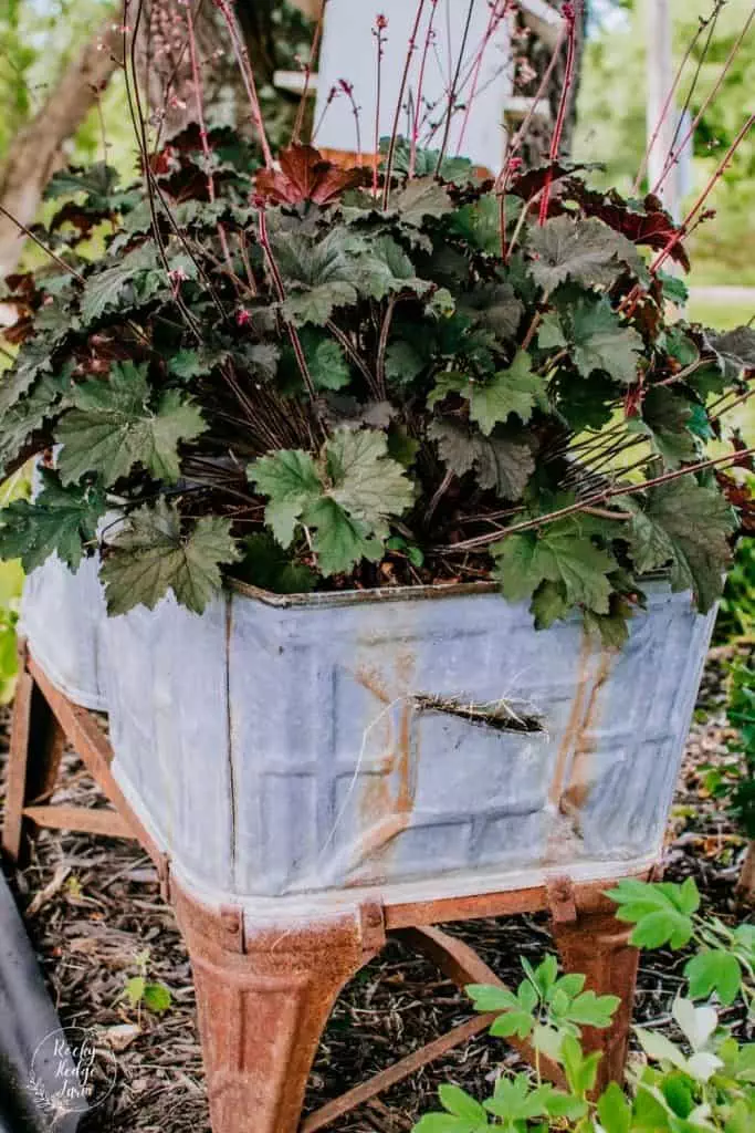 Coral Bells Shade Plant