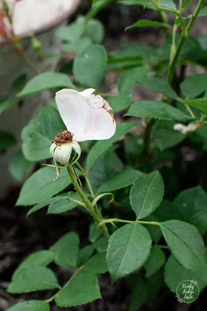 How to Deadhead Roses