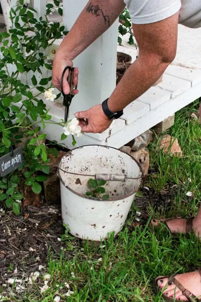 Deadheading Roses