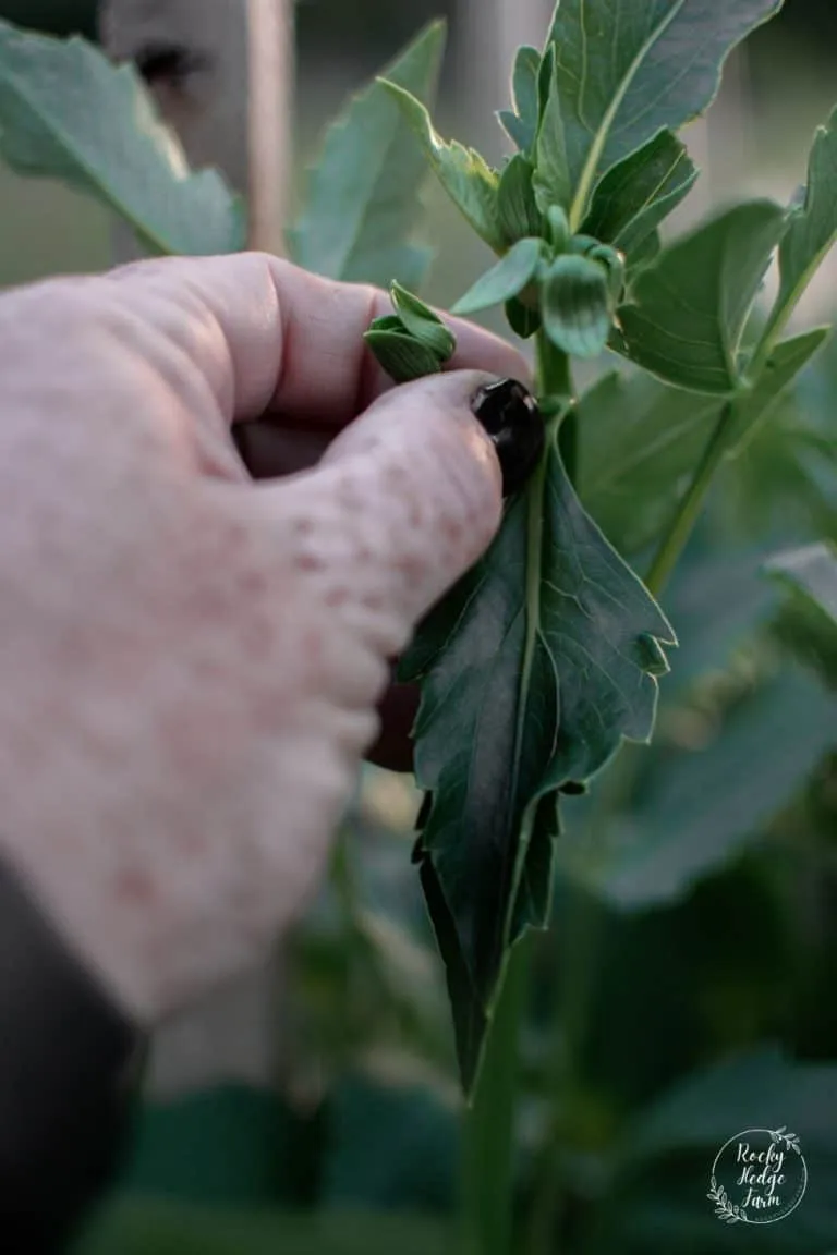 Disbudding Dahlias - Rocky Hedge Farm